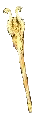 Chromatic Staff